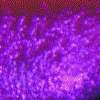 TRANSITION COLORS