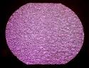 PURPLE RIPPLE