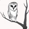 TREE OWL
